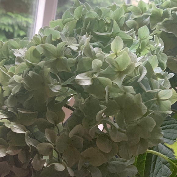 Meet your Posher, Alison - Picture 1 of 1